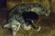 The Lady Madelyne, a manx, and child.