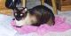 Sam..., big, beautiful, siamese.
