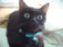 my sister's kittie BLACKIE, which has only 6 lifes left cuz she fell from the 5th floor, 3 times already...