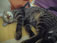 sleeping
