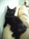 this is also my sister's kittie, RAJA MAGELLAN is the name :)