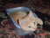 this is Simba, used to be my sister's kittie but she gave it away to my niece :)
