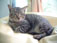 also my sister's kittie, TOBY. he's a breed from the US. such a fat cat he is :p