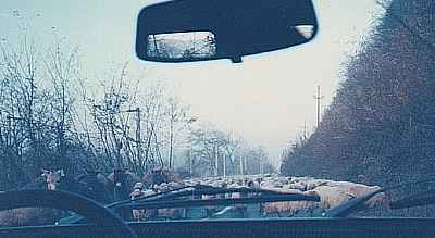 Driving thru a goat herd