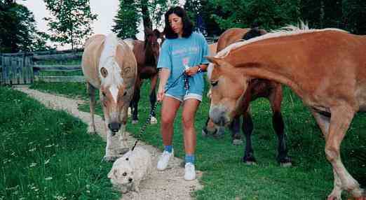 When horses attack!