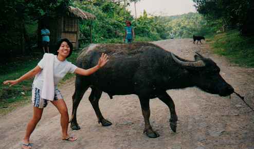 Ging-ging & carabao