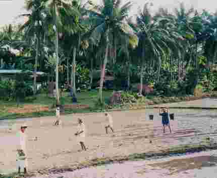 Rice Fields