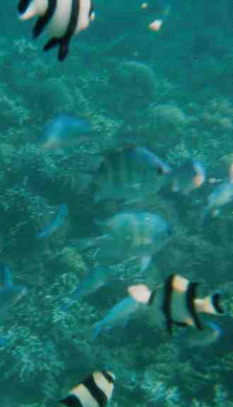 Snorkling
