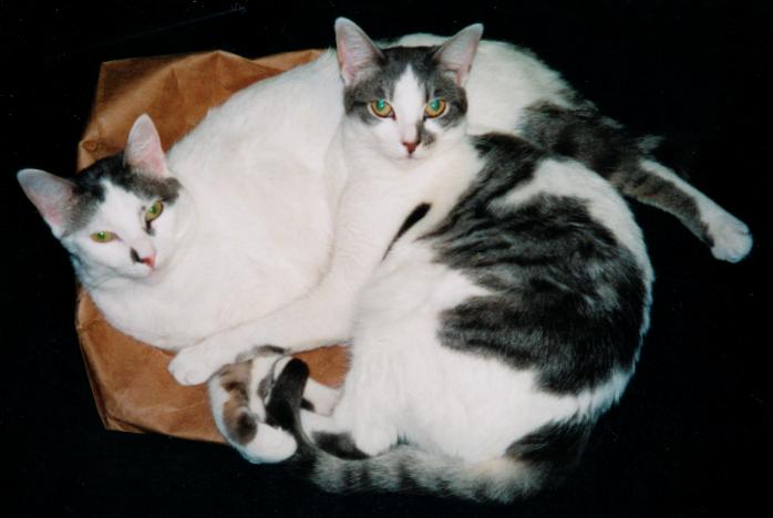 Lalaki and Babae