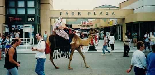 Riding a camel