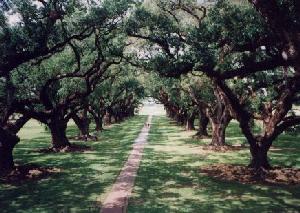 oak.jpg (20617 bytes)