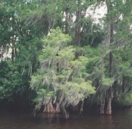 swamp2.jpg (15904 bytes)