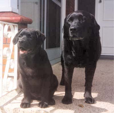 Charlie and Paddy