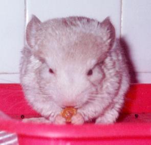 'Baby' Chinchilla 1 month old
