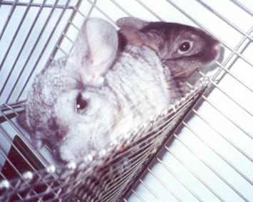 Chanel & Chino