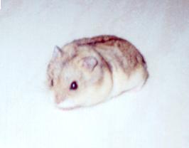 'Fat Girl' a Dwarf Campbell Hamster