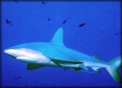 Sharks face extinction in many areas of globe