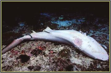 The Shark is left to die