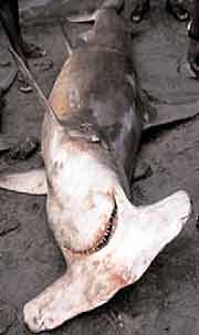 A Hammerhead Shark is killed for the Fins