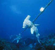 A hammerhead shark being caught