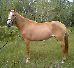 Apricot Dun Paso Fino