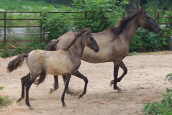 "Olive Dun" Grulla Paso Finos 