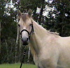 Claybank Dun Paso Fino