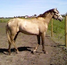 Golden Dun Paso Fino 