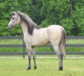 Silver Dun Paso Fino colt