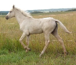 Palomino Dun Paso Fino filly gaiting 
