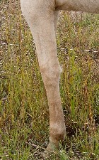 Palomino dun filly leg faint barring