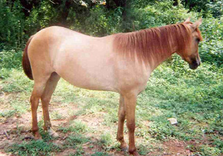 Apricot Dun Paso Fino filly