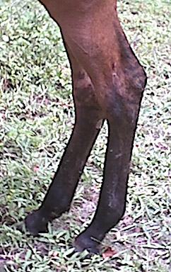2. stripes on hind legs (filly)
