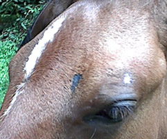 1. cobbwebbing (filly)