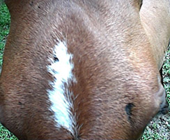 2. cobbwebbing (filly)