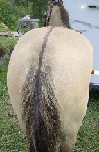 1.  dorsal stripe 