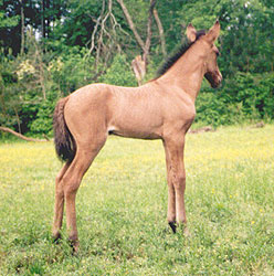 Dun 1 week old Paso Fino filly,  Marisa de Gracia