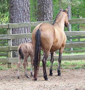 Same mare shown in spring time