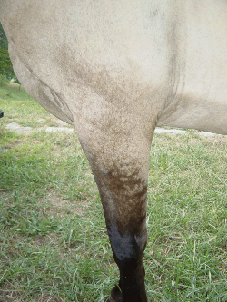 1. stripes on front legs 