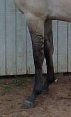 2. stripes on front legs 