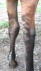 3. stripes on front legs (filly)