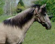frosted edge mane