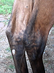 1. stripes on hind legs (filly)