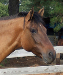 Lighter spots on ear tips