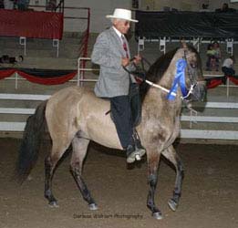Dun Pleasure Paso Fino Gelding "General" ridden by Cese figueroa and owned by Lori West