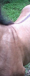 2. shoulder barring (filly)