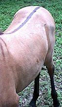 3. dorsal stripe  (filly)