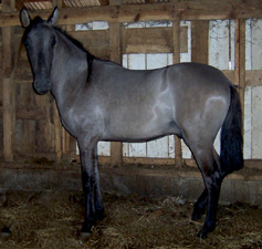"Slate Grullo" Paso Fino