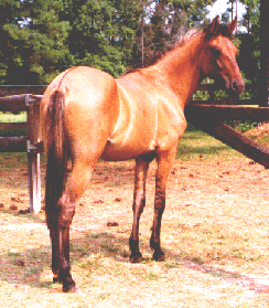 1. shoulder barring (yearling)