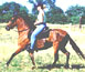 Ride a Gracia Paso Fino. Owner Ann Betts rides Rosalina de Gracia. 